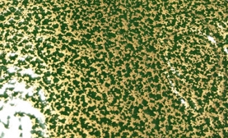 Antique Green Gold-TERIP61009